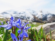 35 Scilla bifolia (Scilla silvestre)